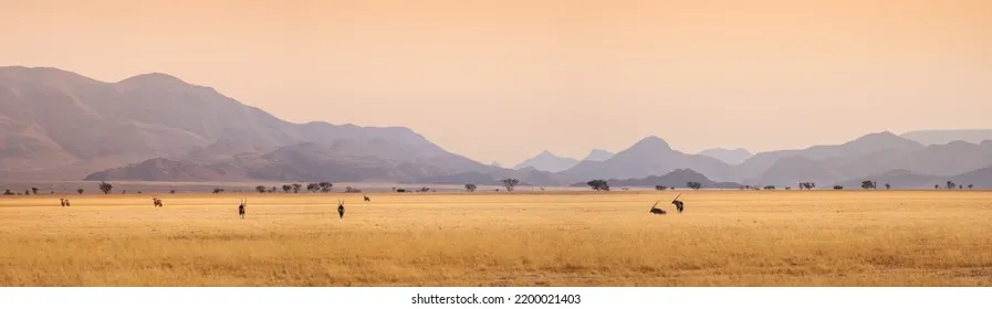 广袤的非洲大草原 - 四虎视频 | 荒野守护